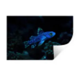 Vis - Stippen - Koraal - Blauw Muursticker klein -3d