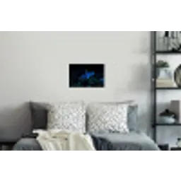 Vis - Stippen - Koraal - Blauw Muursticker klein -slaapkamer