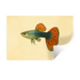 Vis - illustratie - Stippen - Oranje Muursticker klein -3d