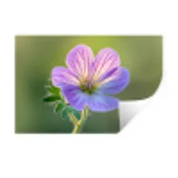 Bloem - Close up - Paars Muursticker klein -3d