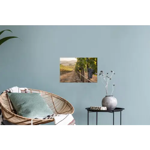 Druiven - Wijngaard - Zonlicht Muursticker klein -plant