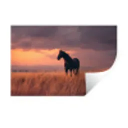 Paard - Wolken - Open veld Muursticker klein -3d