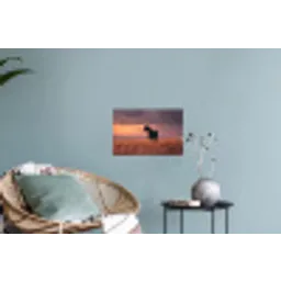 Paard - Wolken - Open veld Muursticker klein -plant