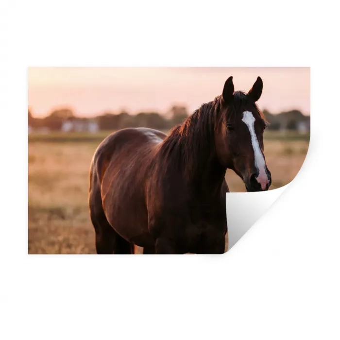 Paard - Zonsondergang - Bruin Muursticker klein -3d