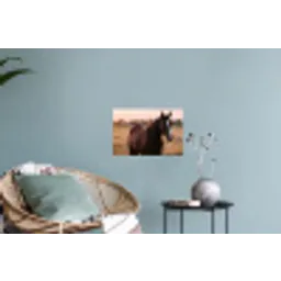 Paard - Zonsondergang - Bruin Muursticker klein -plant