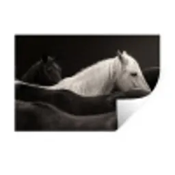 Paarden - Zwart - Wit - Kudde Muursticker klein -3d