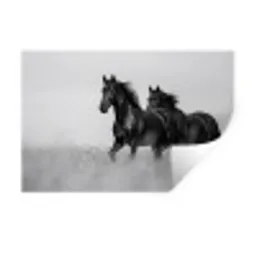 Paarden - Gras - Zwart - Wit Muursticker klein -3d