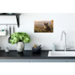Koala - Bladeren - Ochtendlicht Muursticker klein -keuken
