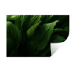 Bladeren - Schaduw - Groen - Textuur Muursticker klein -3d