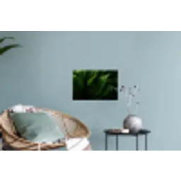 Bladeren - Schaduw - Groen - Textuur Muursticker klein -plant