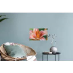 Lelie - Close up - Lichtroze Muursticker klein -plant