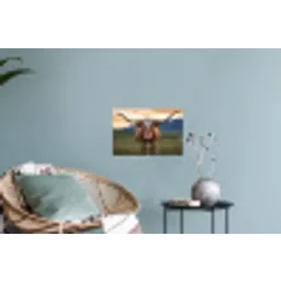 Longhorn - Landschap - Zonsondergang Muursticker klein -plant
