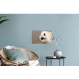 Uil - Bruin - Wit Muursticker klein -plant