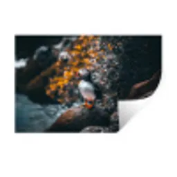 Papegaai - Vogel - Rots - Wit Muursticker klein -3d