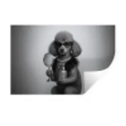 Poedel - Spiegel - Zwart - Wit Muursticker klein -3d