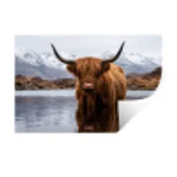 Schotse hooglander - Bruin - Water Muursticker klein -3d