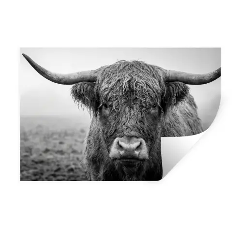 Schotse hooglander - Zwart - Wit - Gras Muursticker klein -3d