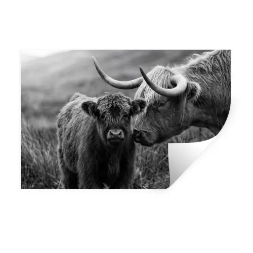 Schotse hooglander - Kalf - Zwart - Wit Muursticker klein -3d