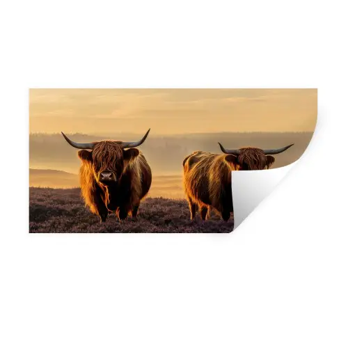 Schotse hooglanders - Heide - Landschap - Dieren Muursticker klein -3d