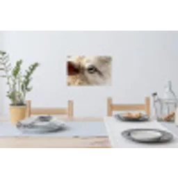 Schaap - Oog - Wit Muursticker klein -eettafel