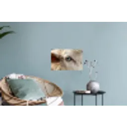 Schaap - Oog - Wit Muursticker klein -plant