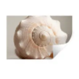 Schelp - Detail - Beige Muursticker klein -3d