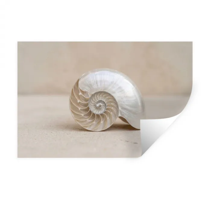 Schelp - Spiraal - Beige Muursticker klein -3d