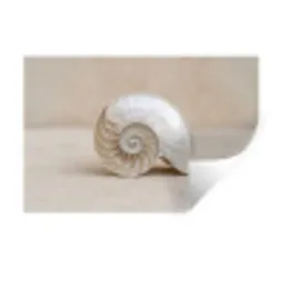 Schelp - Spiraal - Beige Muursticker klein -3d