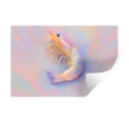 Garnaal - Subtiele structuur - Blauw - Roze Muursticker klein -3d
