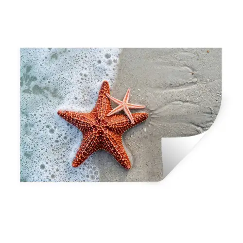 Zeester - Strand - Zee Muursticker klein -3d