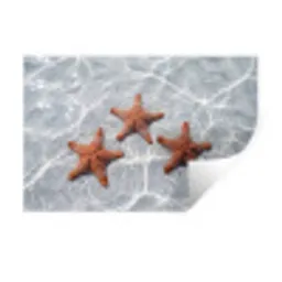 Zeesterren - Water - Helder Muursticker klein -3d