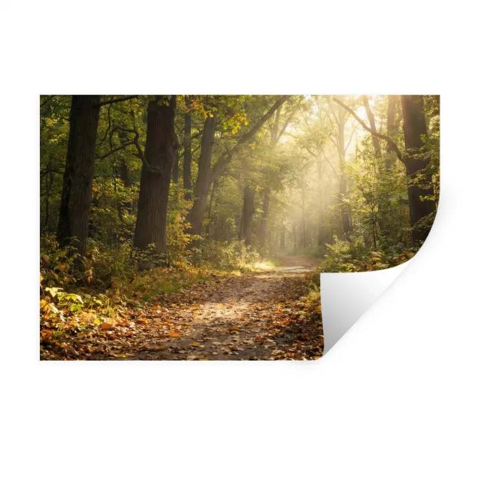 Zonlicht - Bospad - Bomen Muursticker klein -3d
