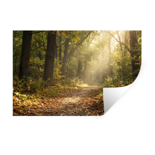 Zonlicht - Bospad - Bomen Muursticker klein -3d