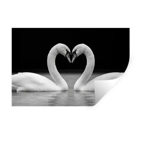 Zwanen - Hart - Zwart - Wit Muursticker klein -3d