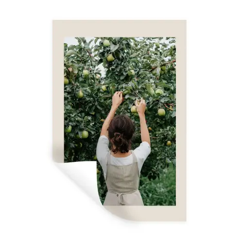 Boom - Appels - Plukken - Natuur Muursticker klein -3d