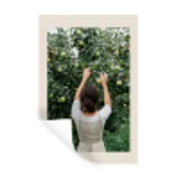 Boom - Appels - Plukken - Natuur Muursticker klein -3d