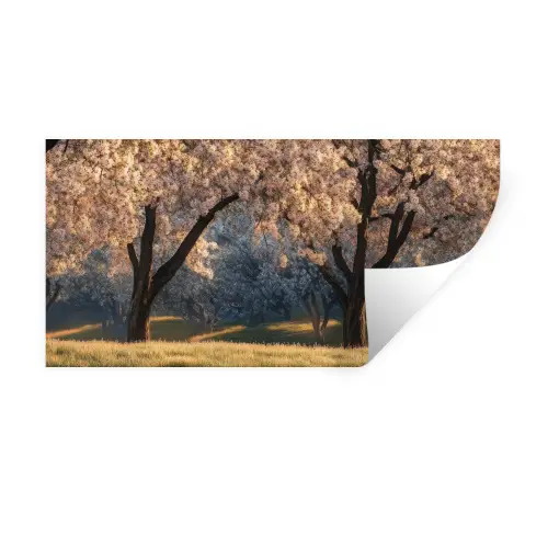 Bomen - Bloesem - Lente Muursticker klein -3d
