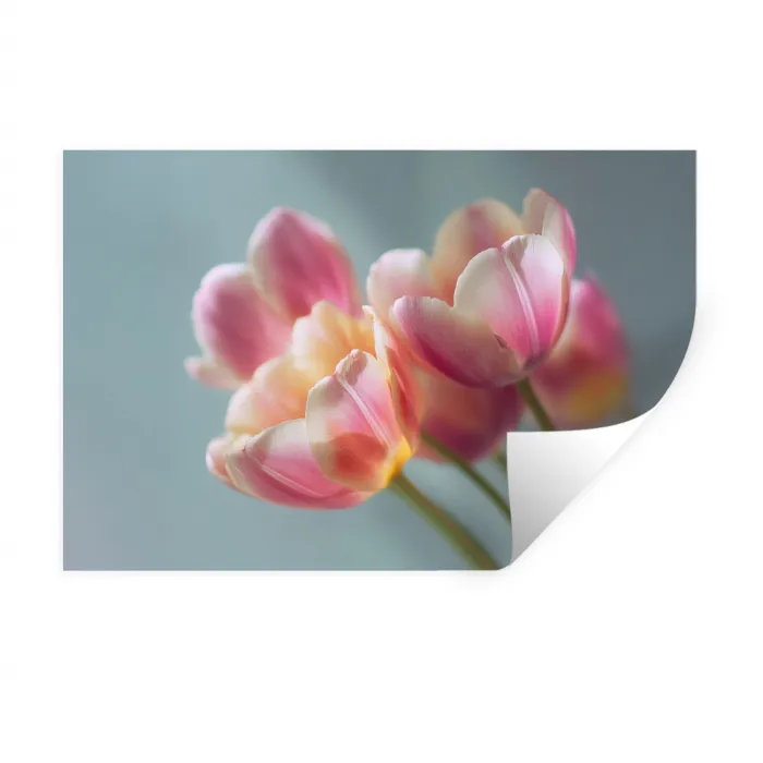 Tulpen - Roze - Stelen Muursticker klein -3d