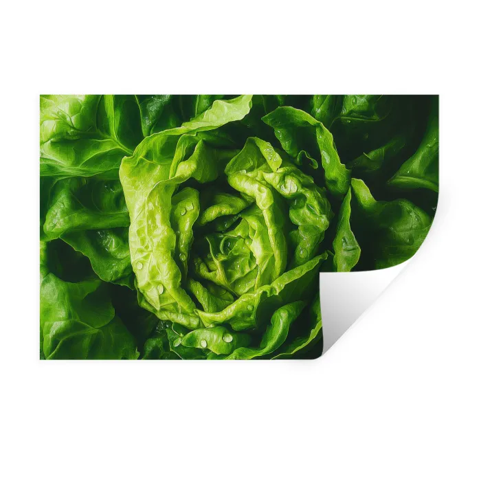 Groente - Sla - Groen Muursticker klein -3d