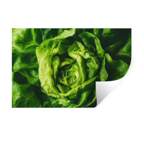 Groente - Sla - Groen Muursticker klein -3d
