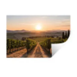 Wijngaard - Zonsondergang - Landschap Muursticker klein -3d