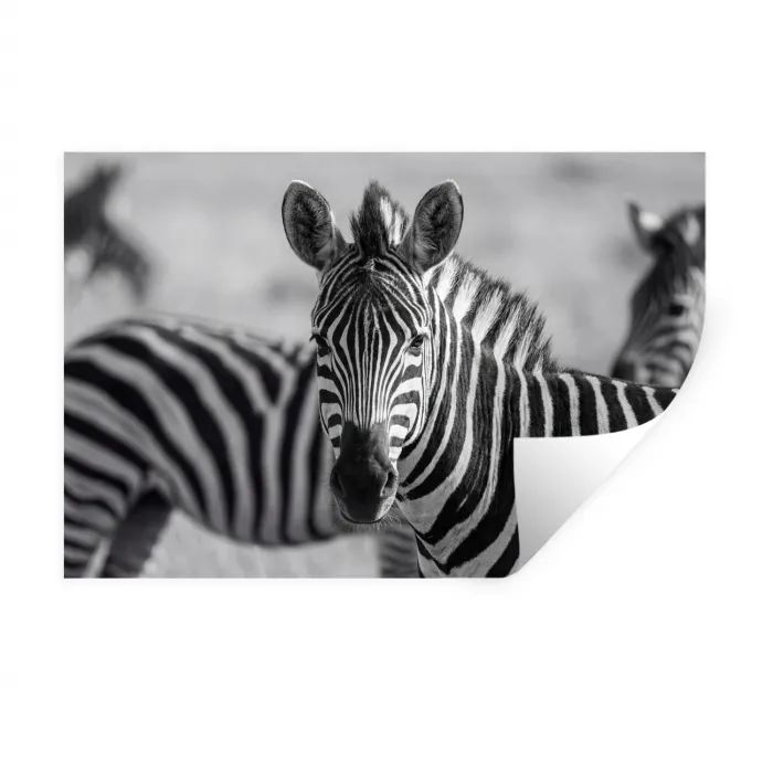 Zebra's - Zwart - Wit Muursticker klein -3d