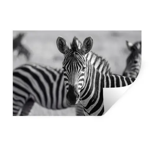 Zebra's - Zwart - Wit Muursticker klein -3d