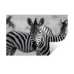 Zebra's - Zwart - Wit Muursticker klein -3d